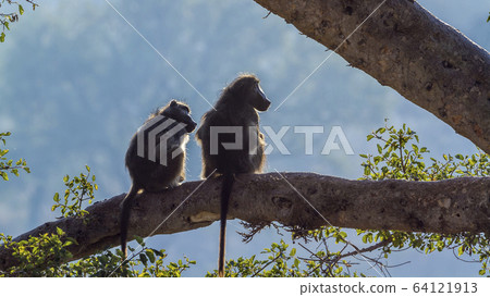 Chacma baboon in Kruger National park, South Chacma baboon in Kruger National park, South 64121913