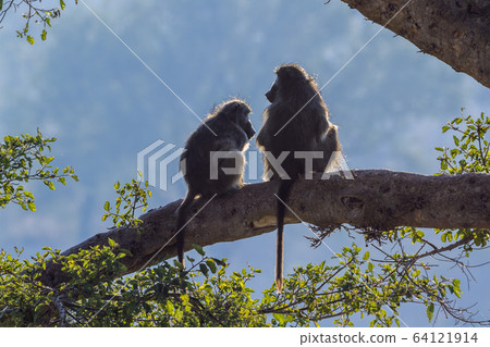 Chacma baboon in Kruger National park, South Chacma baboon in Kruger National park, South 64121914