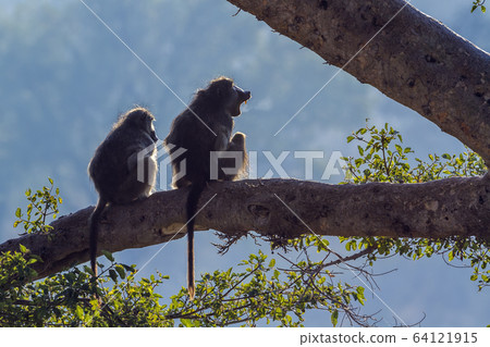 Chacma baboon in Kruger National park, South Chacma baboon in Kruger National park, South 64121915