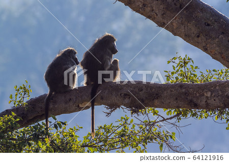 Chacma baboon in Kruger National park, South Chacma baboon in Kruger National park, South 64121916