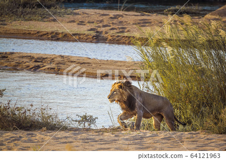 African lion in Kruger National park, South Africa 64121963