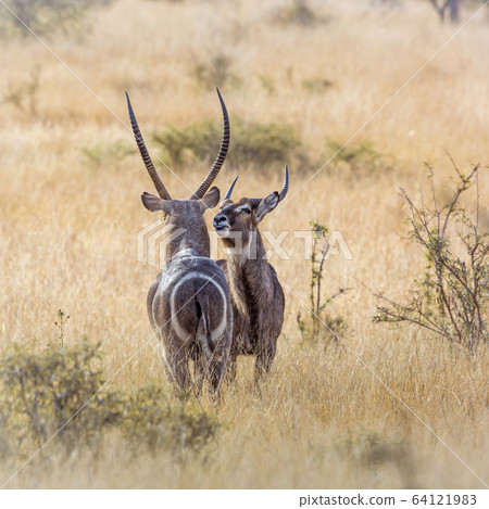Common Waterbuck in Kruger National park, South Common Waterbuck in Kruger National park, South 64121983