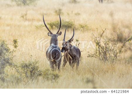 Common Waterbuck in Kruger National park, South Common Waterbuck in Kruger National park, South 64121984
