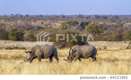 Southern white rhinoceros in Kruger National park, Southern white rhinoceros in Kruger National park, 64121991