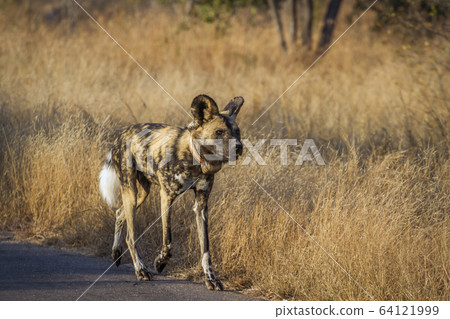 African wild dog in Kruger National park, South African wild dog in Kruger National park, South 64121999