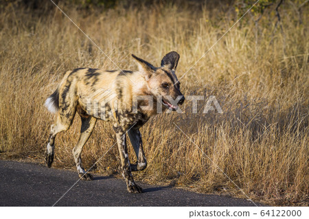 African wild dog in Kruger National park, South 64122000