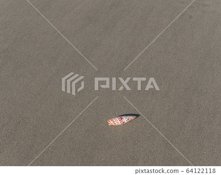 Seashell of a sandy beach 64122118