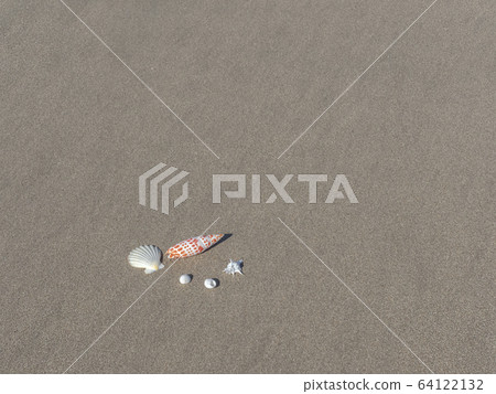 Seashell of a sandy beach Seashell of a sandy beach 64122132