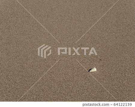 Seashell of a sandy beach Seashell of a sandy beach 64122139