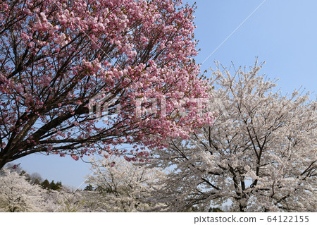 浩穗與染野吉野 64122155