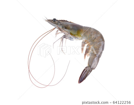 Fresh shrimp isolated on white background. Fresh shrimp isolated on white background. 64122256