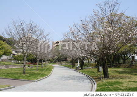 木板路和山櫻花 木板路和山櫻花 64122257
