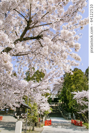 Sendai Toshogu Shrine, Somei Yoshino Shidare Sakura 64122510
