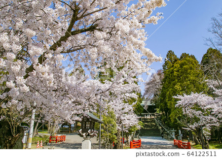 Sendai Toshogu Shrine, Somei Yoshino Shidare Sakura 64122511
