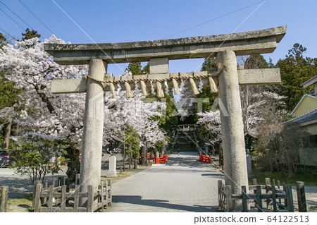 Sendai Toshogu Shrine, Somei Yoshino Shidare Sakura 64122513
