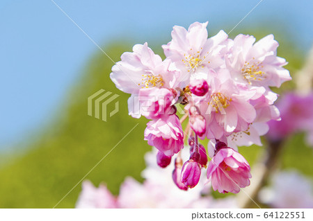 櫻花吉野櫻花樹八重櫻樹 64122551