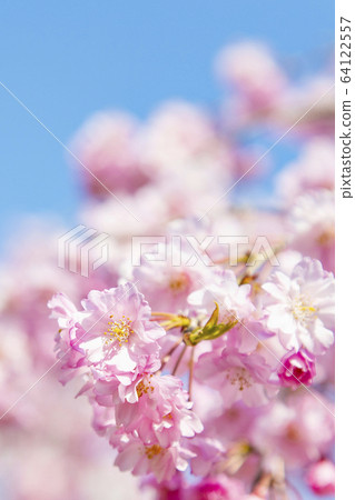 Sakura Yoshino cherry tree Yae cherry tree, 64122557