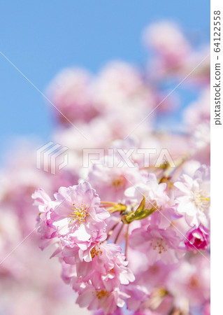 Sakura Yoshino cherry tree Yae cherry tree, Sakura Yoshino cherry tree Yae cherry tree, 64122558