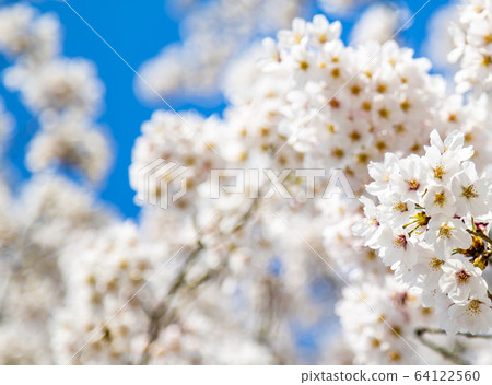 櫻花吉野櫻花樹八重櫻樹 64122560