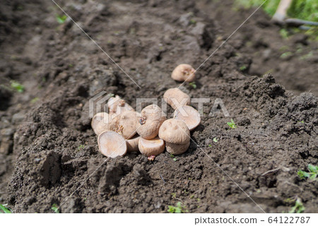 種植種土豆 64122787