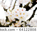 神秘的白色櫻花的花朵 64122808