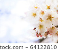 櫻花輕輕地 64122810