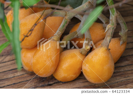 枇杷果,琵琶, 水果,ビワ果実、リュート、果実、Loquat fruit, lute, fruit, 枇杷果,琵琶, 水果,ビワ果実、リュート、果実、Loquat fruit, lute, fruit, 64123334