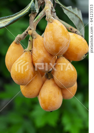 枇杷果,琵琶, 水果,ビワ果実、リュート、果実、Loquat fruit, lute, fruit, 枇杷果,琵琶, 水果,ビワ果実、リュート、果実、Loquat fruit, lute, fruit, 64123353
