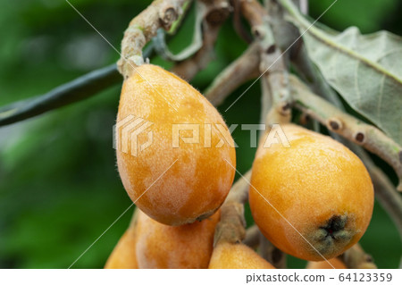 Loquat fruit, lute, fruit, fruit, fruit, luquat fruit, lute, fruit, 64123359