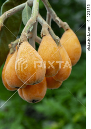 枇杷果,琵琶, 水果,ビワ果実、リュート、果実、Loquat fruit, lute, fruit, 枇杷果,琵琶, 水果,ビワ果実、リュート、果実、Loquat fruit, lute, fruit, 64123386