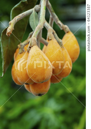 枇杷果,琵琶, 水果,ビワ果実、リュート、果実、Loquat fruit, lute, fruit, 枇杷果,琵琶, 水果,ビワ果実、リュート、果実、Loquat fruit, lute, fruit, 64123387
