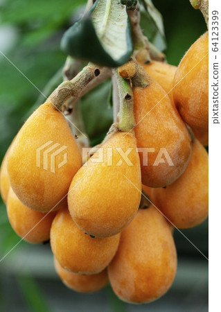 枇杷果,琵琶, 水果,ビワ果実、リュート、果実、Loquat fruit, lute, fruit, 枇杷果,琵琶, 水果,ビワ果実、リュート、果実、Loquat fruit, lute, fruit, 64123399