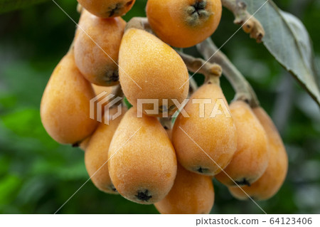 枇杷果,琵琶, 水果,ビワ果実、リュート、果実、Loquat fruit, lute, fruit, 枇杷果,琵琶, 水果,ビワ果実、リュート、果実、Loquat fruit, lute, fruit, 64123406