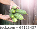 Organic cucumbers, in the hands of women. 64123437
