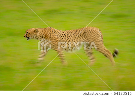 Slow pan of cheetah walking in grass Slow pan of cheetah walking in grass 64123515