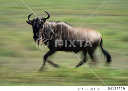Slow pan of blue wildebeest crossing savannah Slow pan of blue wildebeest crossing savannah 64123519