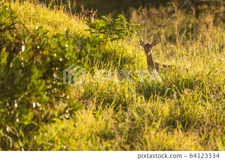 Silhouette of backlit Kirk dik-dik in grass Silhouette of backlit Kirk dik-dik in grass 64123534