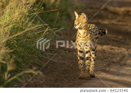 Serval stands on dirt track looking left Serval stands on dirt track looking left 64123540