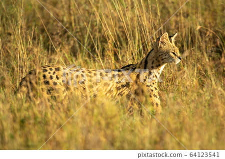 Serval prowls through long grass in sunshine Serval prowls through long grass in sunshine 64123541