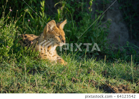 Serval lies in sunny grass looking right Serval lies in sunny grass looking right 64123542