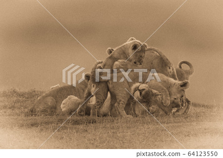 Sepia lioness covered in cubs on savannah Sepia lioness covered in cubs on savannah 64123550