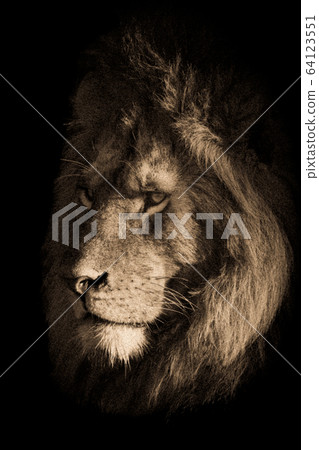Sepia close-up of lion face in shadows Sepia close-up of lion face in shadows 64123551