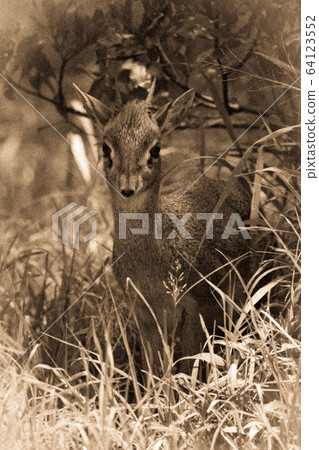 Sepia dik-dik framed by grass and bush Sepia dik-dik framed by grass and bush 64123552
