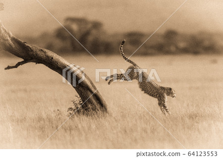 Sepia cheetah jumps from tree in savannah Sepia cheetah jumps from tree in savannah 64123553