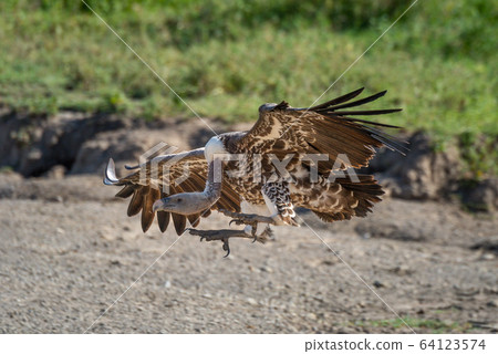 Ruppell griffon vulture stretches claws to land Ruppell griffon vulture stretches claws to land 64123574