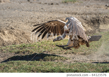 Ruppell griffon vulture spreads wings to land 64123576