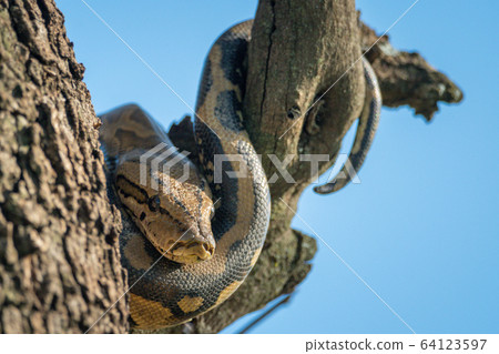 Rock python wrapped around trunk and branch 64123597
