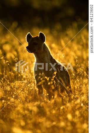 Rimlit spotted hyena sits in long grass 64123602