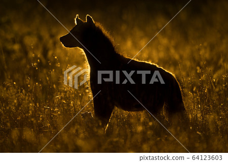 Rimlit spotted hyena faces left in grass 64123603