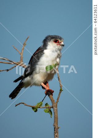 Pygmy falcon on branch with blue sky 64123611